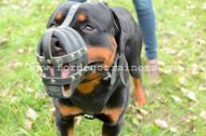 Padded Leather Muzzle for Rottweiler Rottweiler