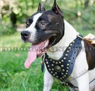 Harnais luxe pour Amstaff | Harnais Cuir et Laiton ✤