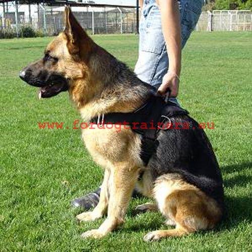 Hundegeschirr für jeden Tag