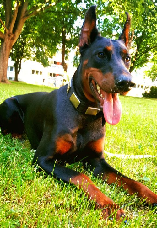 Doberman Resistant Collar