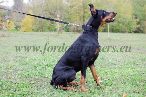 Multifunctional Nylon Collar for Doberman