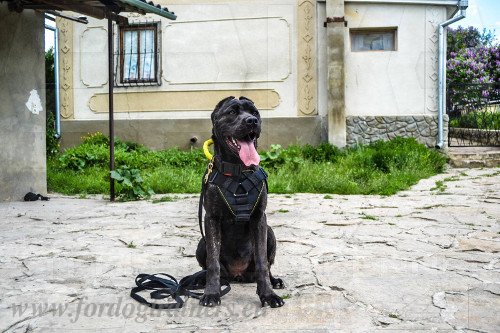 Training Collar with Handle for Bandog