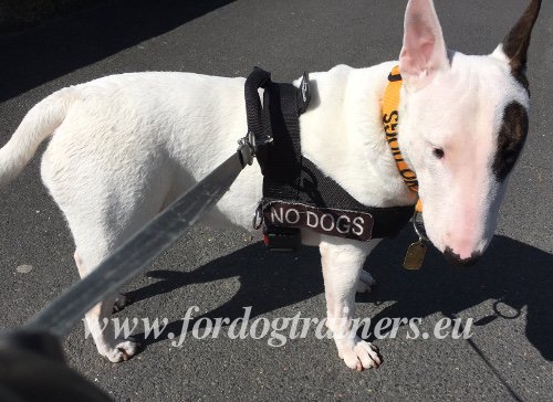 Leichtes Nylongeschirr fr Bull Terrier