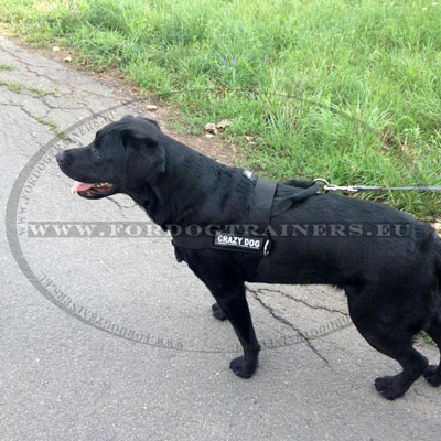 Strong Dog Harness for Labrador with ID Patches