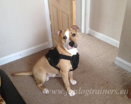 Hundegeschirr mit Brustplatte
