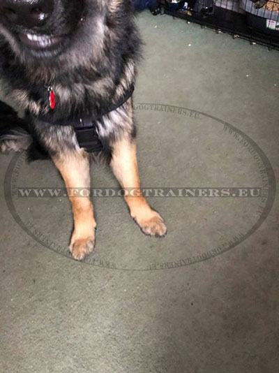 German Shepherd Training Harness with Handle