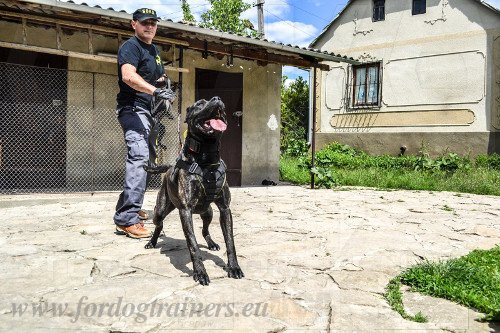 Bandog Professional Training Harness