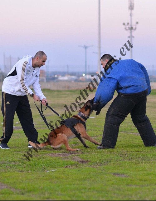 Nylon Dog Harness for Agitation Training