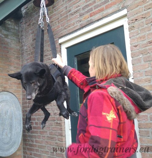 Pettorina di nylon per trasporto del cane