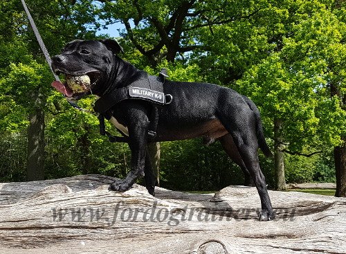 Hundesport Geschirr fr Pitbull Trainings