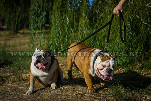 Strong Nylon Dog Lead for Bulldog