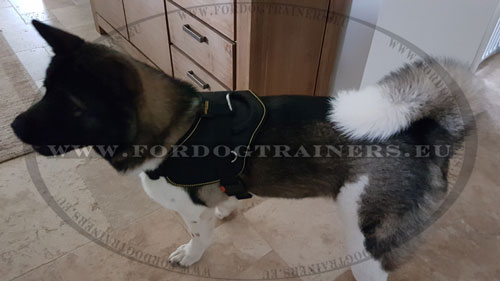 Pulling Dog Harness