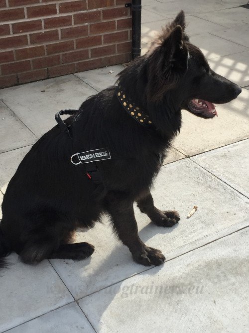 Waterproof Harness for German Shepherd