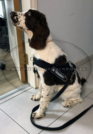 Harnais top ventes en nylon pour Springer Spaniel