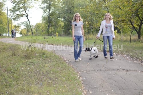 Apprendre à son chien l'ordre 