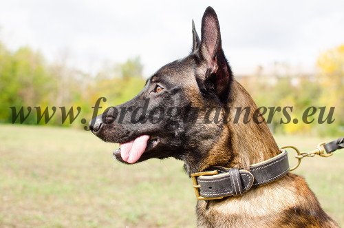 Malinois Comfortable Collar