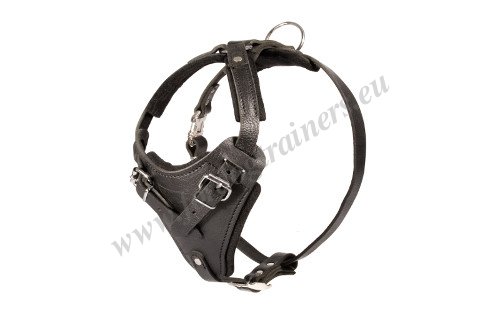 Padded
Leatehr Dog Harness