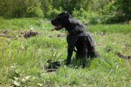 Hundegschirr aus widerstaendigem Nylon fuer Bandog