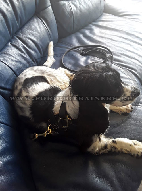 Designer Decorated Leather Harness for Spaniel