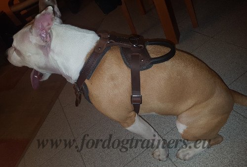 Leather Harness for Attack and Protection Work