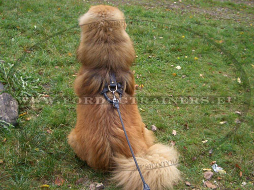 Snug Leather Dog Harness for Tibetan Mastiff