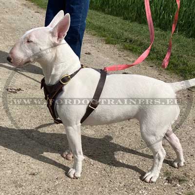 Bull Terrier Training Dog Harness