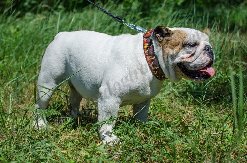 Luxurious Dog Collar for English Bulldog
