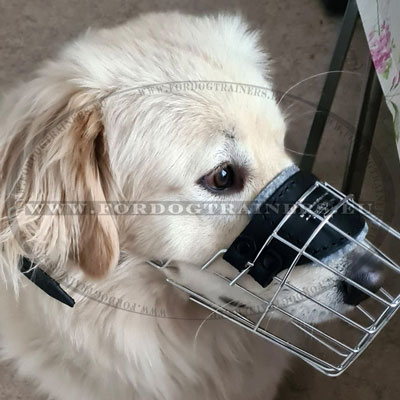 Museliere pour golden retriever type panier