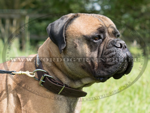 Big Dog Personalization Collar