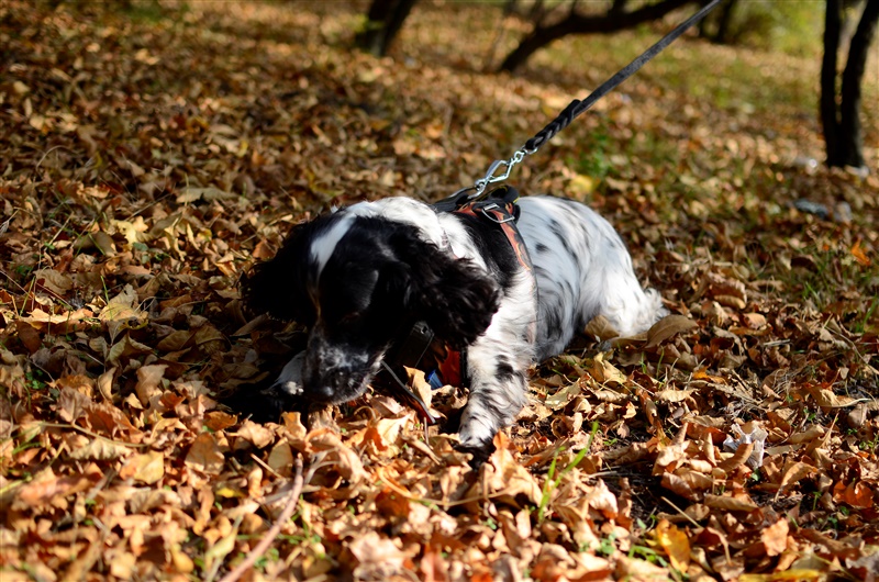 Chien sur laisse le mange des objets