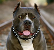 Collier en
cuir style Royal pour Pitbull