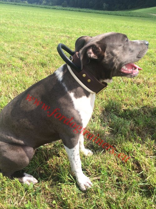 Dog Collar with Handle for Pitbull Training