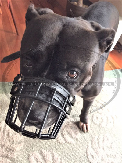 Dog Muzzle for Pitbull Obligatory