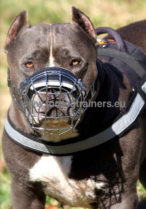 Robuster Drahtkorb fr Pitbull Training