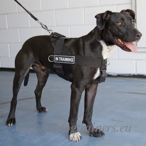 Hundegeschirr Nylon mit Logos fr Pitbull