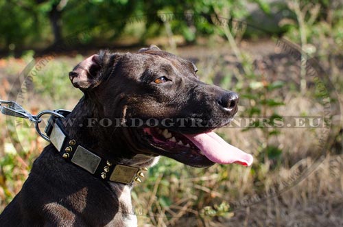 Genuine Leather Spiked Dog Collar Pitbull