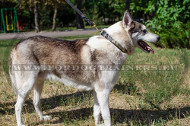 West Siberian Laika Leather Collar with Plates Super Comfy