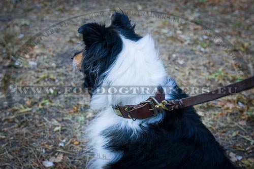 Designer Dog Collar for Collie