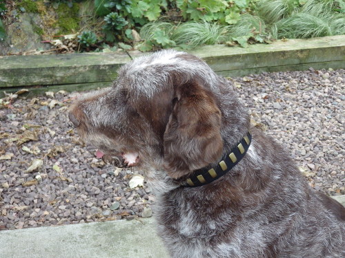 Spinone Italiano with Leather Walking Collar