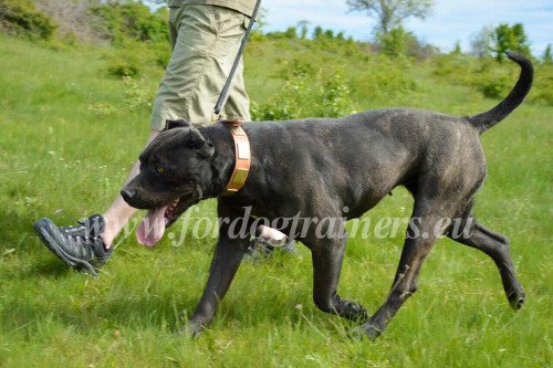 Fancy
Leather Dog Collar for Bandog