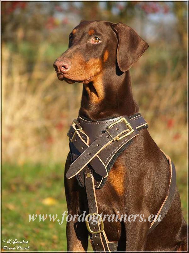 Dark Brown Padded Leather Dog Harness With English / British -  Israel