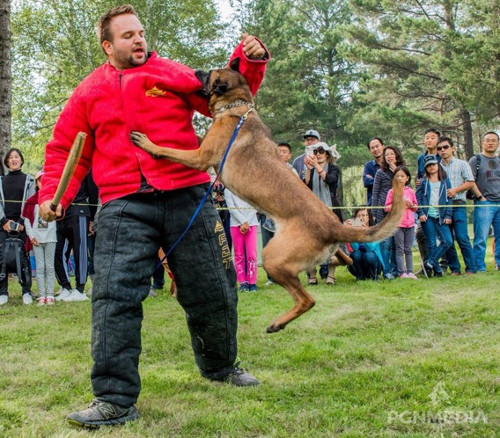 Security Dog Training Suit