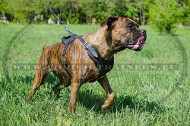 Leather Harness with Wide Chest Plate