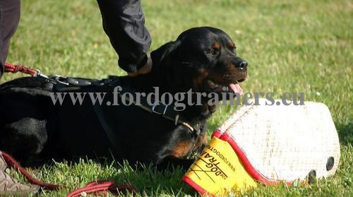 
Schutzarm effektives Hundetraining