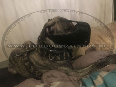 Closed Dog Muzzle for Presa Canario