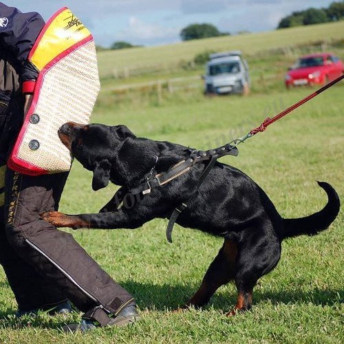 Dog
Training Tools - Jute Bite Sleeve