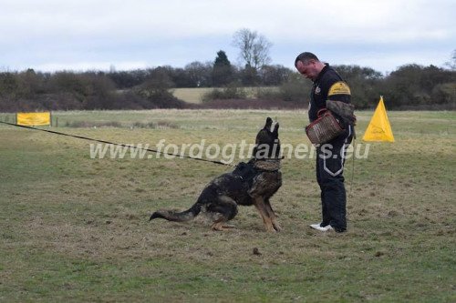 Professional Attack Training Shepherd Barks