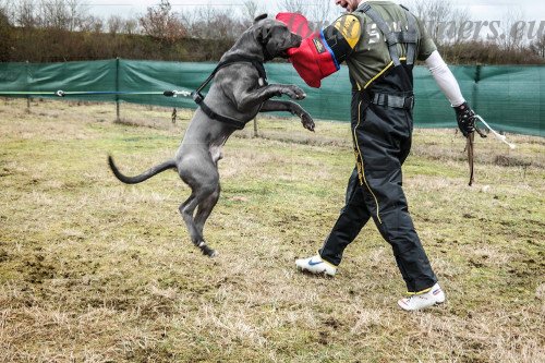 Scratch Pants for Dog Sleeve Training