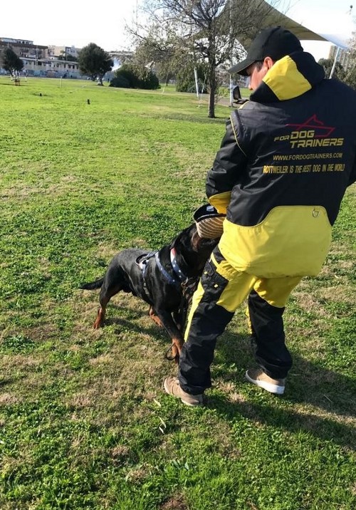 Suit for Rottweiler Training