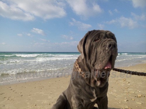Braided Dog Leash for Neapolitan Mastiff